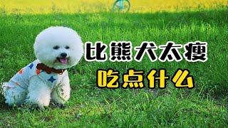 比熊犬太瘦吃什么好？这些食物别错过！