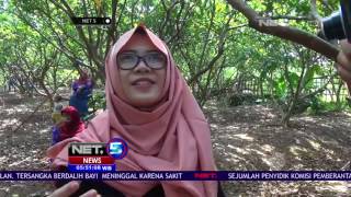 Botania Garden, Wisata Petik Buah - NET5