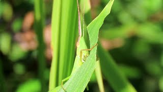 葉を食べてゆっくり後ずさるバッタ（ショウリョウバッタモドキ）