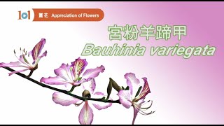 【賞花101】宮粉羊蹄甲 ／【Appreciation of Flowers 101】Bauhinia variegata