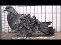 pigeon frisé grison bleu frillback lockentaube Кудрявый голубь فريل باك