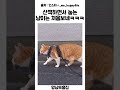 산책냥이보다 더 희귀한 산책눕는냥이