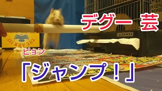 デグー 芸 ジャンプ！