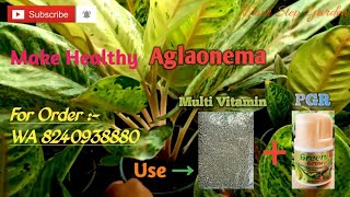 Make Giant Aglaonema II By using Multi Vitamin \u0026 PGR Growth Booster II For Order WA 8240938880 II