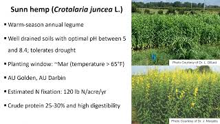 Forage Establishment: Sunn hemp - use and establishment in forage systems