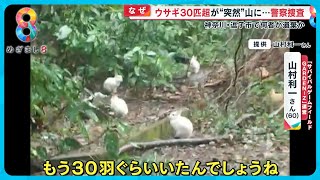 【なぜ】ウサギ30匹超が突然山に湧いて出た！？ 何者かが遺棄か 神奈川・逗子市【めざまし８ニュース】