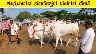 ಕರ್ನಾಟಕದ ನಂ.1 ಖಿಲ್ಲಾರಿ ಎತ್ತುಗಳ ಸಂತೆ -  ಸಂಕೇಶ್ವರ