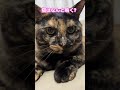 【cat】クイズ！チュールでドン！メロ編　 shorts cat cats cute 猫動画 猫　　 ねこ クイズ かわいい　 可愛い