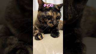 【CAT】クイズ！チュールでドン！メロ編　#shorts   #cat   #cats  #cute   #猫動画   #猫　　#ねこ   #クイズ   #かわいい　#可愛い