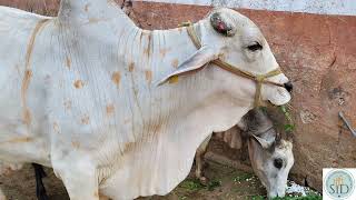 Pinjrapole Goshala, Sanganer, Jaipur : Serving Nourishing Meals to Cows | Team SID