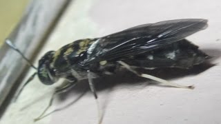 Black Soldier Fly - Hermetia illucens