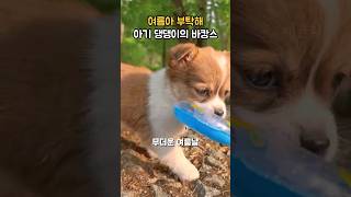 아기 댕댕이와 오리의 여름 바캉스 (동물들)