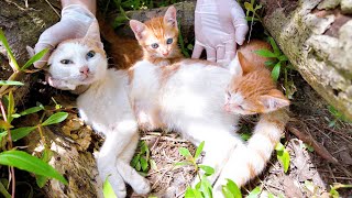 LTT Animal || Summary of journey: Drowning Mom Cat's Miracle, Pond Rescue Changes Everything 🐱