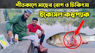 শীতকালে মাছের পরিচর্যা । Care of fish in winter । শীতকালে মাছের ফুলকা পচা রোগের কারণ ও প্রতিকার