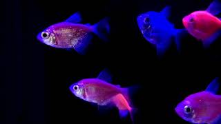 Fish Swimming Against Dark Background