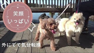 外で体を動かそう　人混みは避けて　ポメチワミックス子犬ポン太