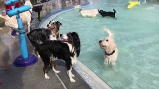 Pooch Plunge 2018