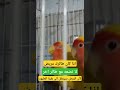 اياك ان تفعل هذا الخطأ مع طيورك 🦜🦜🐦‼️⚠️