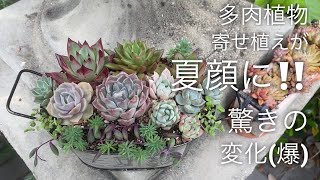 【多肉植物】夏顔の多肉🪴あの面影はいずこ‼️笑ってください🤣