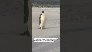 'A little lost?': Australian family meets penguin very, very far from home