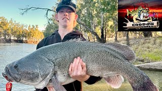 Murray Cod Fishing, Giant Surface feeding Cod