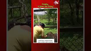 సావిత్రమ్మ.. నీ ప్రేమకు సాటి లేరమ్మా! | #savitri #animals #ytshorts #viralshort #trending