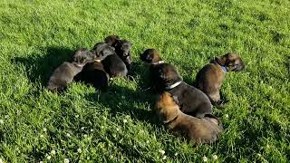 Ada/Barend Belgian Malinois Puppies 3 Weeks Old - 1st Day Play Outside, Born 5/22/2024