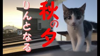 ［保護猫］秋です猫が屋根で遊ぶ良い季節になりました。　我が家の猫の遊び場は屋根の上！　やんのかステップで先輩猫に絡む子猫です #猫