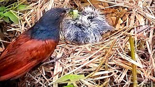 Greater coucal birds bring worms to feed their young while they sleep.