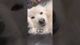 狗狗在家爽爽睡！四腳朝天😂#狗狗 #狗 #dog #funny #shorts