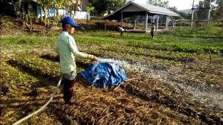 กศนดอยหลวงการรดน้ำผักของอุ้ยละในแปลงเกษตรกศน.ดอยหลวง