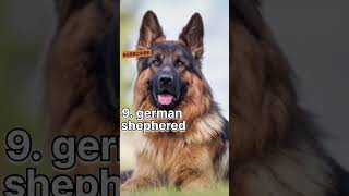 Top 10 family dog breed in the world #viral #shorts #trending #dog