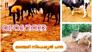 🐃🐂🐃🔥പോത്ത് കുട്ടൻമ്മാരും ,കറവ പാശുക്കളും വില കുറവ് ???#animals #kerala#bulls #malappuram #