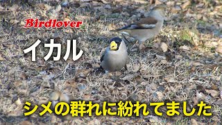 シメの群れの中にイカルと遭遇 / Japanese Grosbeak