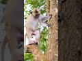 monkey shorts video shorts shortvideo monkeymoments cuteanimal monkey