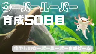 【50日目】おちょぼ口が可愛いの！【癒やしのウーパールーパー育成ゲーム】