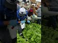 así corta lechuga en salinas california