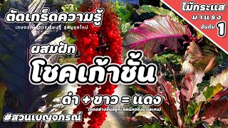 ตัดเกร็ดความรู้ | เทคนิคการผสมฝักโชคเก้าชั้น แนะนำจะต้องมีตัว\