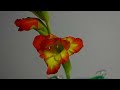 Gladiolus Bloom Time Lapse Movie in 29 Seconds for 57.4 Hours