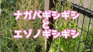 第93回 ナガバギシギシとエゾノギシギシ【千葉県野田市】