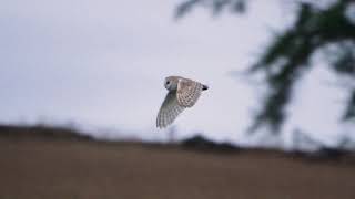 Barn owl flying in slow motion at dusk (HD 10fps)