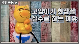 고양이의 일상중 제일 중요한게 이거에요. 이거 !