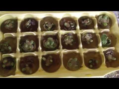 How to grow Brussel Sprouts How to grow Brussel Sprouts