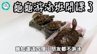 龜龜🐢游泳班開課了 ｜Turtle Swimming Lesson｜【小龜成長日記】