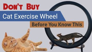 Don't Buy a Cat Exercise Wheel Before You Know This | Best Cat Treadmill