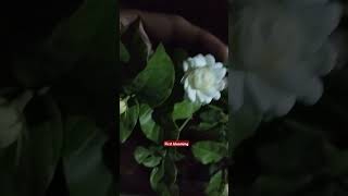 Jasmin blooming#jasmin#season#bloom #first#top #👌 #flowers#love#lovesong#anantapur #coversong #music