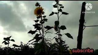 #சூரியகாந்தி மலர் #sunflower #karthisangu #early morningflower