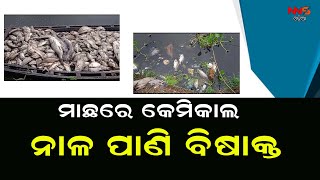 ମାଛରେ କେମିକାଲ ନାଳ ପାଣି ବିଷାକ୍ତ ||paradip ||breakingNews ||odisha ||