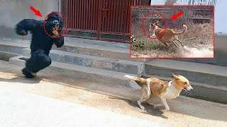 Fake Small Gorilla vs Dog Prank Scary Funny Doggys TRY TO NOT LAUGH Raipuriya Pranker