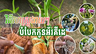 វិធីសាស្ត្រងាយៗបំបែកកូនផ្កាអ័រគីដេ how to divide ochide [#agriculture ]